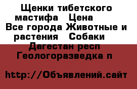 Щенки тибетского мастифа › Цена ­ 80 - Все города Животные и растения » Собаки   . Дагестан респ.,Геологоразведка п.